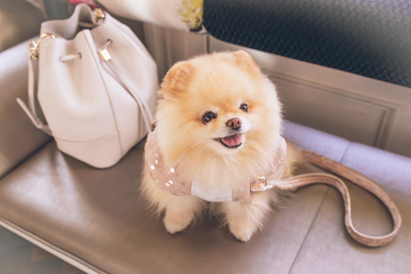 Pomeranian Puppies For Sale Near Me Pomeranian Puppies For Adoption Near Me