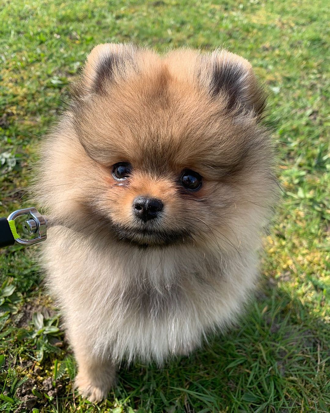 snemand Personlig angre Pomeranian Puppies For Sale Near Me - Pomeranian Puppies For Adoption Near  Me